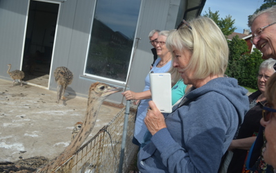 Strutsfarm 2019 125 Strutskycklingar Kycklingen Hälsar