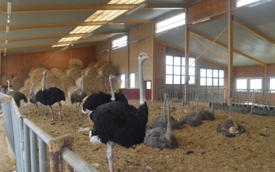 Strutsfarm 2019 085 Avelsstrutsar