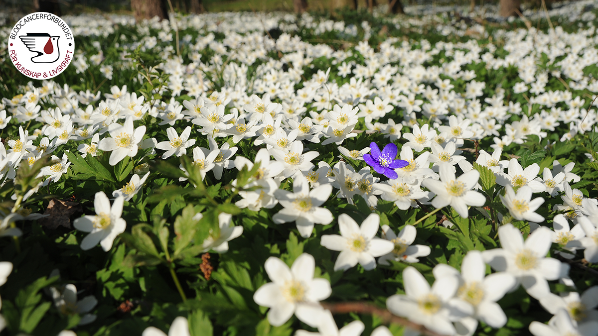 Genrebild Sallsynt Vitsippor Och En Blasippa Ovanligt Fhsj 0735 M Blcflogo 16X9