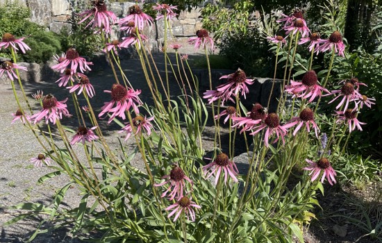 Bild 3 Stadsvandring