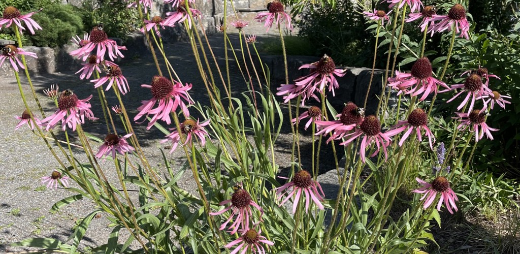 Bild 3 Stadsvandring