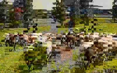 119649917 3354553481294574 5341618788362650220 N