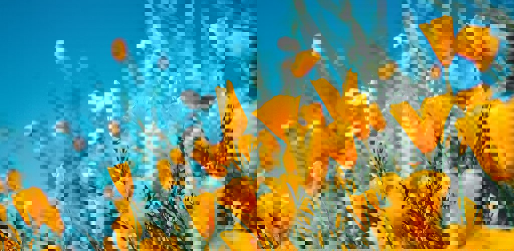 Sergey Shmidt Koy6flccy5s Unsplash