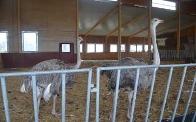 Strutsfarm 2019 059 Avelsstrutsar 2 Honor Eller Hönor