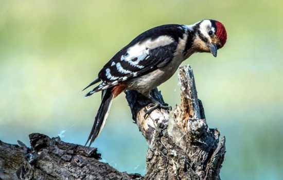 PIXNIO 1020389 725X408