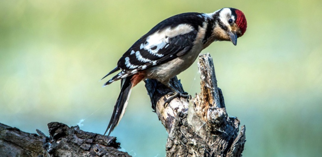 PIXNIO 1020389 725X408