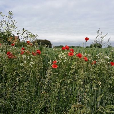 Sommarutflykt 2019
