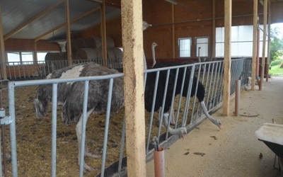 Strutsfarm 2019 078 Avelsstrutsar Utfodring Med Havre