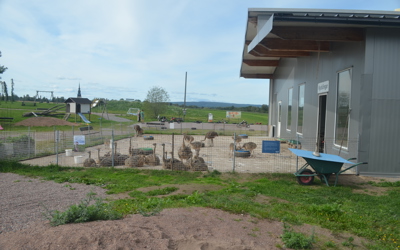 Strutsfarm 2019 114 Strutskycklingar