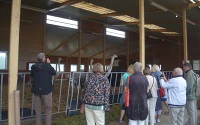 Strutsfarm 2019 065 Avelsstrutsar Guidad Tur