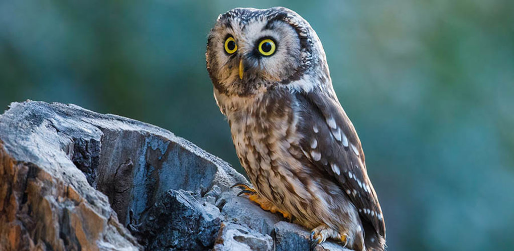 Parluggla 383391555 900