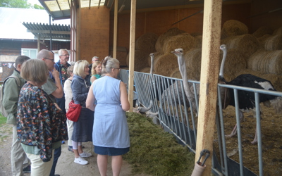 Strutsfarm 2019 071 Avelsstrutsar Guidad Tur