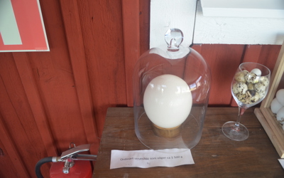 Strutsfarm 2019 025 Strutsägg 1500 G