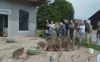 Strutsfarm 2019 120 Strutskycklingar Guidad Tur