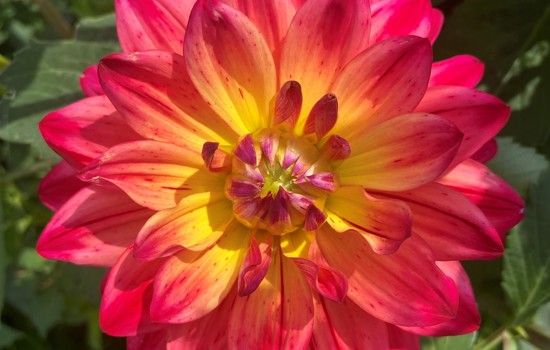 Dahlia