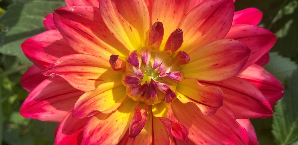 Dahlia