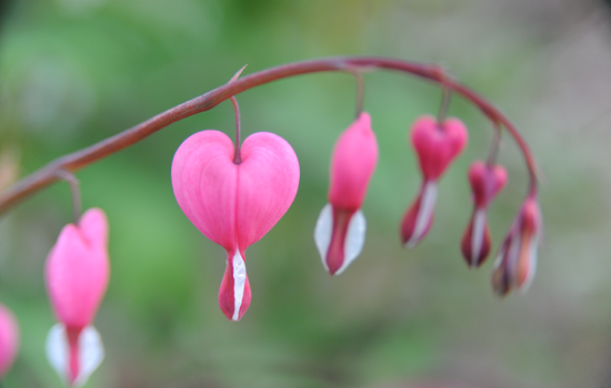 Genre Lojtnants Hjartan Fhsj 1477 72Dpi