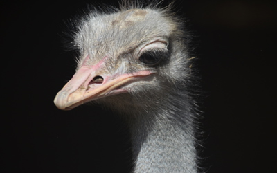 Strutsfarm 2019 164 Strutsporträtt
